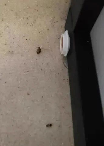 Quickatch Roach Ace BAit Station